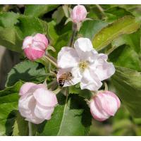 3090_4220014 Apfelblüten und Knospen eines Apfelbaums im Alten Land - Biene im Anflug. | Fruehlingsfotos aus der Hansestadt Hamburg; Vol. 2